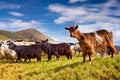 Flock of sheep and goat in the mountains at summer Royalty Free Stock Photo
