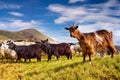 Flock of sheep and goat in the mountains at summer