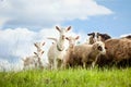 Flock of sheep and goat on pasture in nature Royalty Free Stock Photo