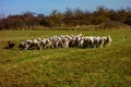 Flock of sheep and goat run in a group on pasture with dogs Royalty Free Stock Photo