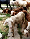 A flock of sheep or goat standing in farm Royalty Free Stock Photo