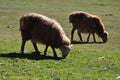 Flock of sheep or goats Royalty Free Stock Photo