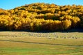 The flock of sheep or goats and autumn forest Royalty Free Stock Photo