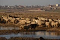 A flock sheep and goats crosses a small river. Grazing sheep on a sunny day in the countryside. The concept of agriculture and Royalty Free Stock Photo