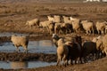 A flock sheep and goats crosses a small river. Grazing sheep on a sunny day in the countryside. The concept of agriculture and Royalty Free Stock Photo