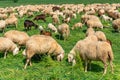 Flock of sheep and goats grazing in green spring meadow Royalty Free Stock Photo