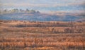 Flock of sheep Royalty Free Stock Photo