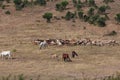 A flock of sheep and goats Royalty Free Stock Photo