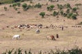 A flock of sheep and goats Royalty Free Stock Photo