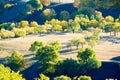 The flock of sheep or goats on the meadows Royalty Free Stock Photo