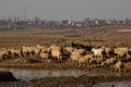 A flock of sheep and goats at watering hole near a small river. The concept of agriculture and livestock. Cattle grazing on a Royalty Free Stock Photo