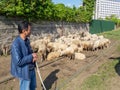 Flock of sheep. Sheep graze in the city. Cattle breeding. Shepherds with a flock. Shepherd dog. The dog is watching the herd.