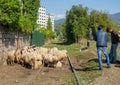 Flock of sheep. Sheep graze in the city. Cattle breeding. Shepherds with a flock. Shepherd dog. The dog is watching the herd