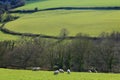 Flock of sheep graze on a farmland