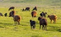 A flock of sheep graze in a field in spring Royalty Free Stock Photo