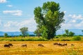 Flock of sheep graze in a harvested summer field Bulgaria Royalty Free Stock Photo