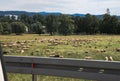 Flock of sheep graze near the village, highlands, summer time