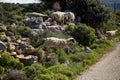 A flock of sheep graze in the open air, white and black sheep jump from the mountain to the rocky road. Greece, island of Crete Royalty Free Stock Photo