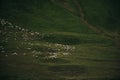 A flock of sheep graze on the rolling green mountains in the distance. Georgia, Kazbegi municipality. Truso Valley