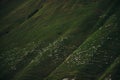 A flock of sheep graze on the rolling green mountains in the distance. Georgia, Kazbegi municipality. Truso Valley