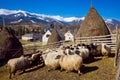 Flock of sheep graze and stare in corral, morning sun on hill slope, livestock farming in highland area, extreme tourism concept