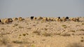 A flock of sheep is grazed in the desert. Sheep and rams with fat tail.