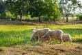 Flock of sheep grazes on a green field