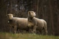 A flock of sheep grazes on a green field