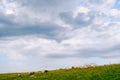A flock of sheep grazes on a green hill against a blue sky with clouds. Royalty Free Stock Photo