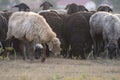 A flock of sheep grazes in the meadow. Breeding of astrakhan sheep for wool and karakul. Selective focus Royalty Free Stock Photo
