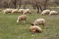 A flock of sheep grazes in the meadow. A pregnant sheep gives birth to a lamb Royalty Free Stock Photo