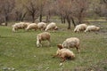 A flock of sheep grazes in the meadow. A pregnant sheep gives birth to a lamb Royalty Free Stock Photo