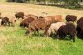 A flock of sheep grazes in a meadow