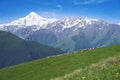 Flock of sheep grazes on the mountain slopes with a view of Mount Kazbek