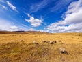 Flock of sheep grazing in autumn sunny meadow with blue sky and snow mountain background , beautiful landscape of Ruoergai prairie Royalty Free Stock Photo