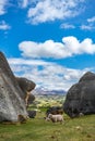 Flock of sheep grazing in the beautiful green field of Elephant Rocks with the snow capped mountains in the background on a sunny