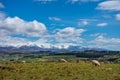 Flock of sheep grazing in the beautiful green field of Elephant Rocks with the snow capped mountains in the background on a sunny Royalty Free Stock Photo