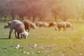 Flock of sheep grazing on beautiful mountain meadow Royalty Free Stock Photo