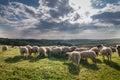 Flock of sheep grazing on beautiful mountain meadow Royalty Free Stock Photo