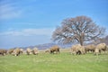 Flock of sheep grazing on beautiful mountain meadow Royalty Free Stock Photo
