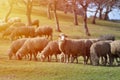 Flock of sheep grazing on beautiful mountain meadow Royalty Free Stock Photo