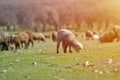 Flock of sheep grazing on beautiful mountain meadow Royalty Free Stock Photo