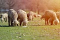 Flock of sheep grazing on beautiful mountain meadow Royalty Free Stock Photo