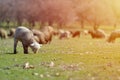 Flock of sheep grazing on beautiful mountain meadow Royalty Free Stock Photo