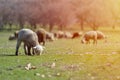 Flock of sheep grazing on beautiful mountain meadow Royalty Free Stock Photo