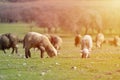 Flock of sheep grazing on beautiful mountain meadow Royalty Free Stock Photo