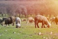 Flock of sheep grazing on beautiful mountain meadow Royalty Free Stock Photo