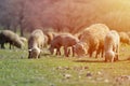 Flock of sheep grazing on beautiful mountain meadow Royalty Free Stock Photo