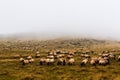 Flock of sheep grazing on Camino de Santiago Royalty Free Stock Photo
