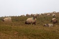 Flock of sheep grazing on Camino de Santiago Royalty Free Stock Photo